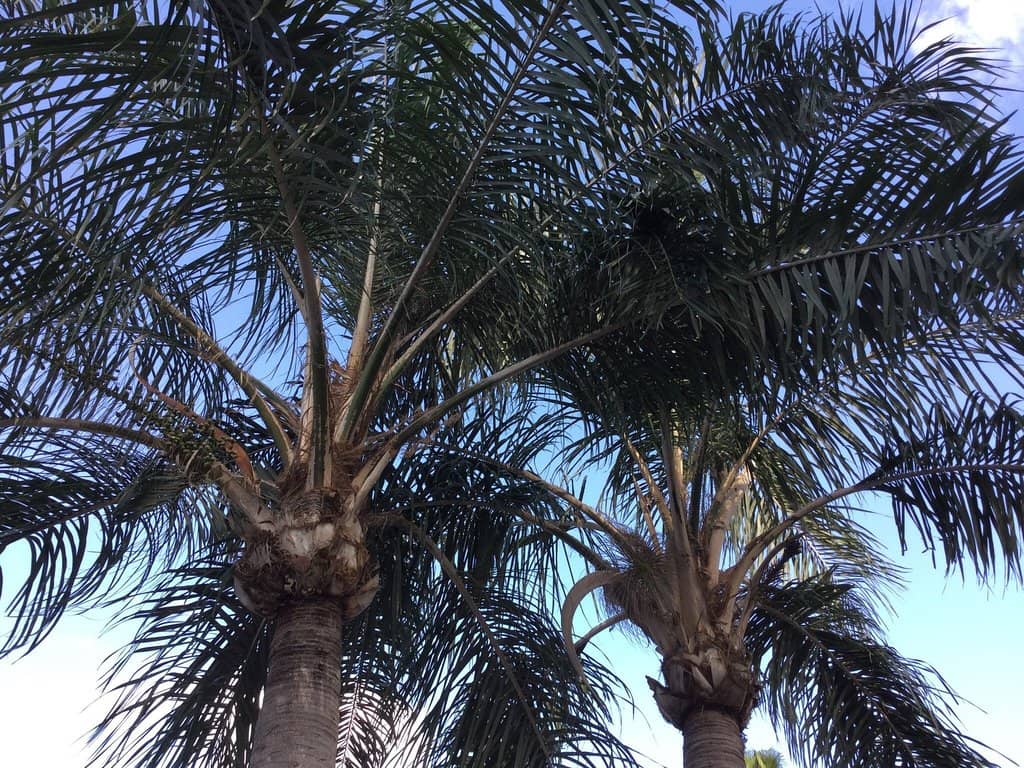 Challenging Fairways