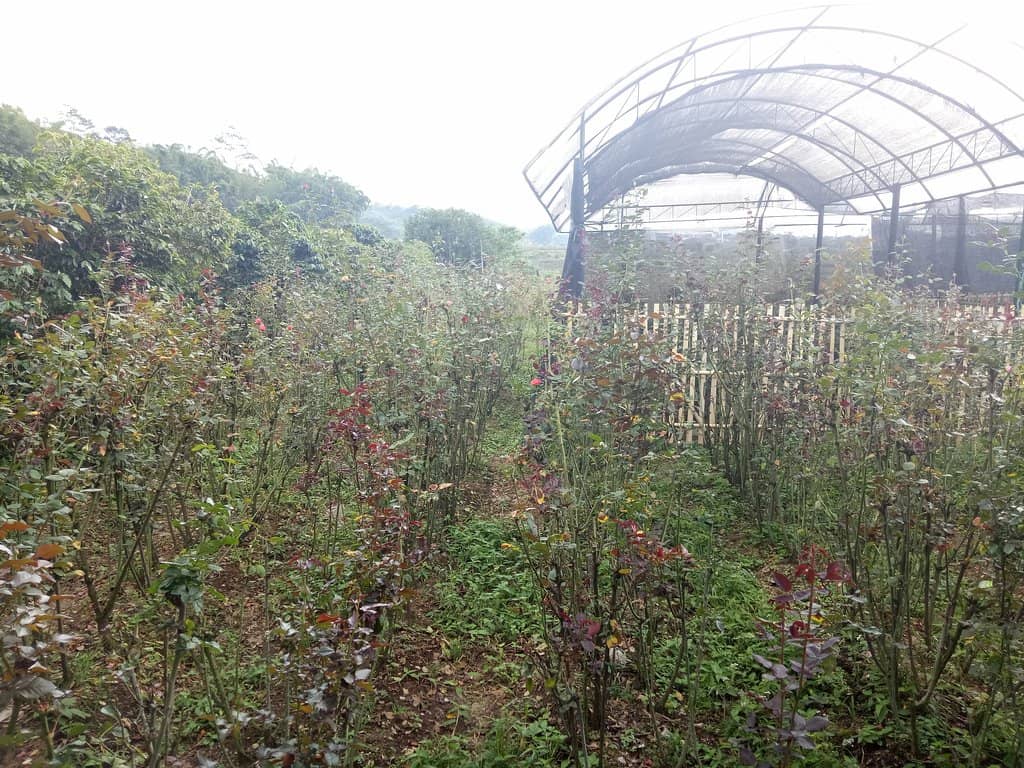 Artistic Stone Carvings