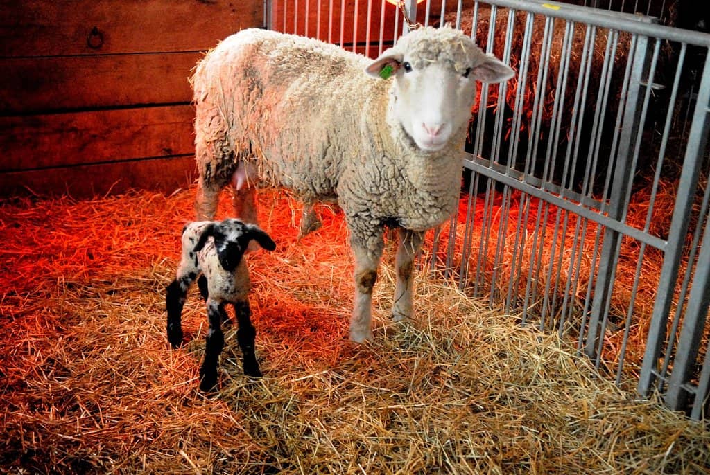 Playgrounds & Open Spaces