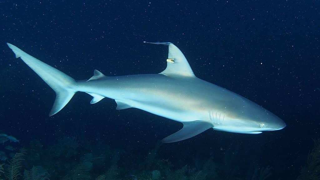 Historic Fortifications