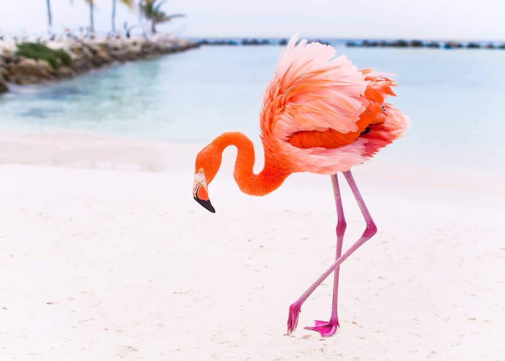 Flamingo Encounters