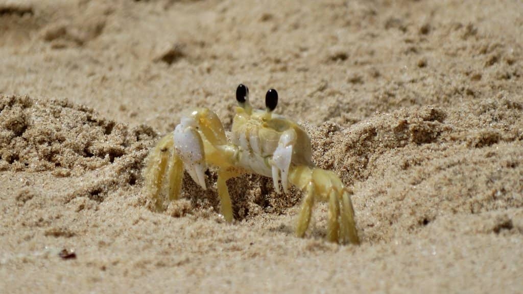 Expansive Sandy Shoreline