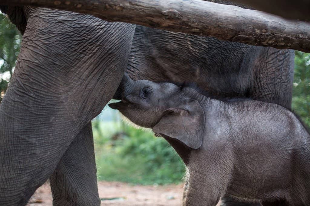 Educational Elephant Care Talks