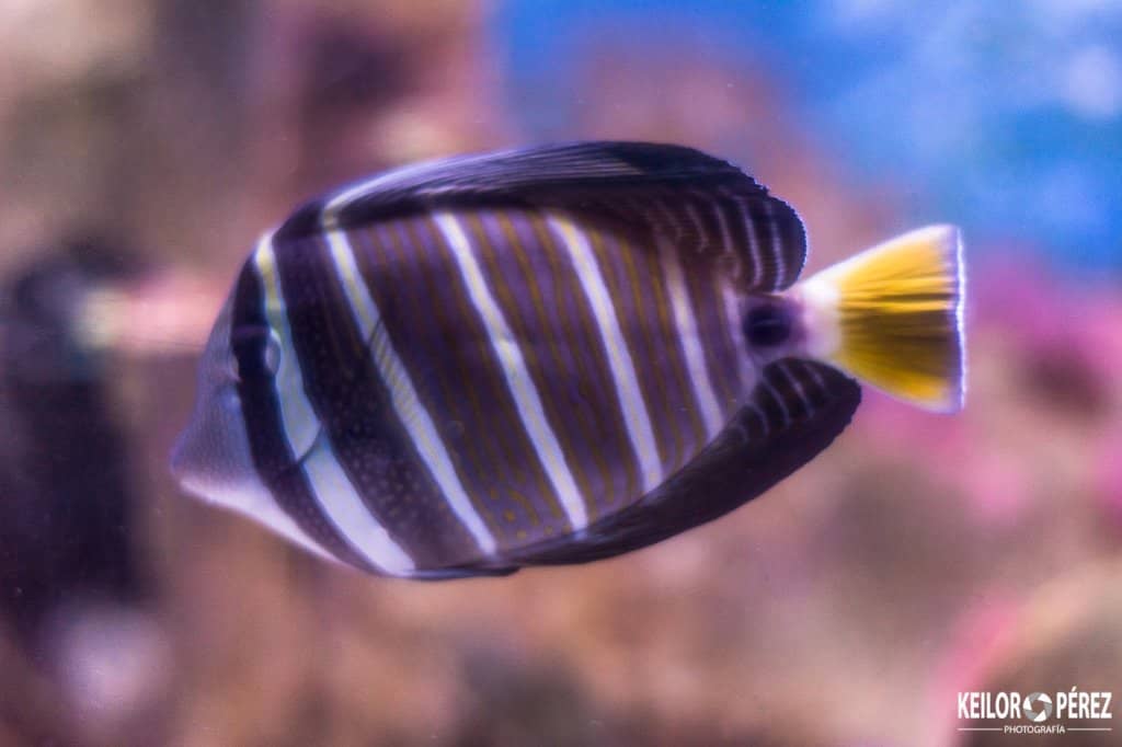 Sea Turtle Sanctuary