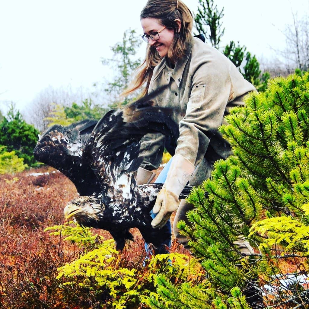 Raptor Flying Demonstrations