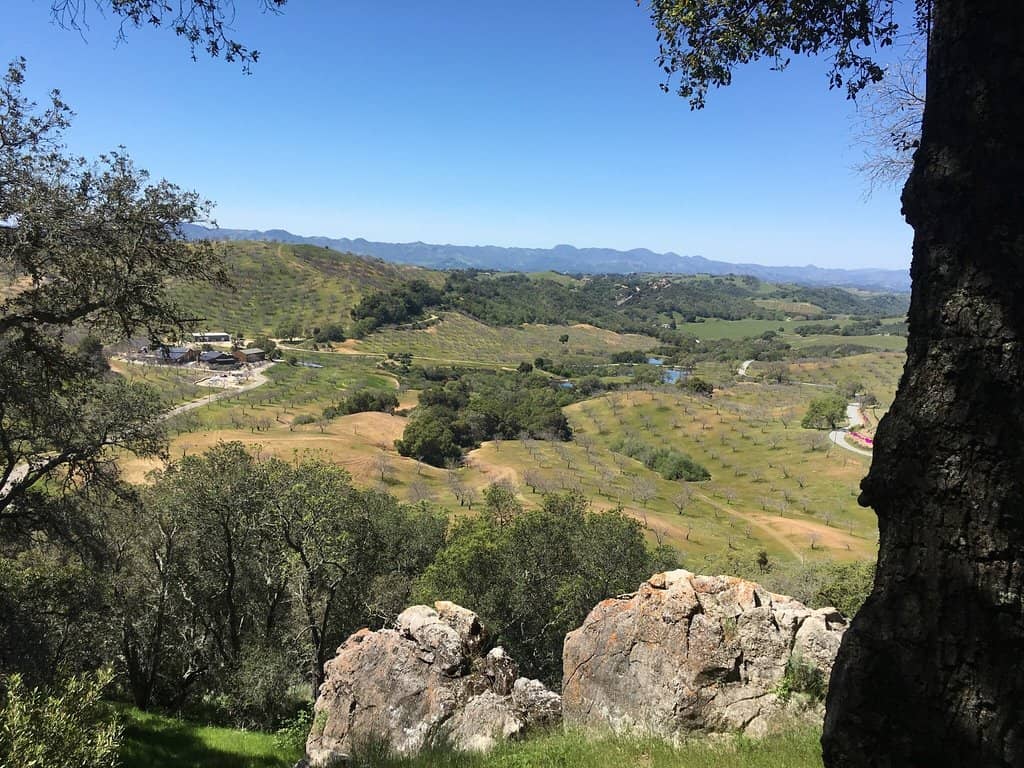 Rhône & Bordeaux Varietals