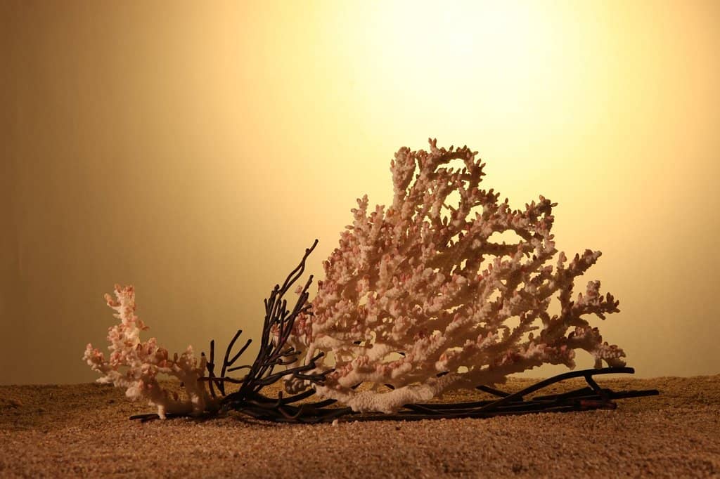 Global Shell Collection