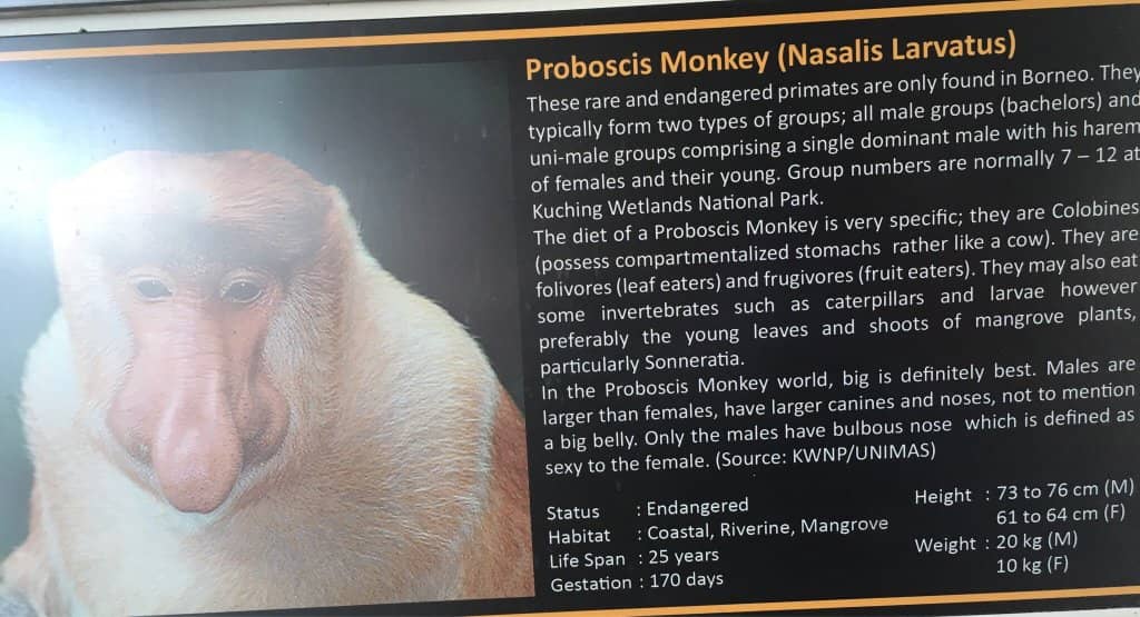 Proboscis Monkey Encounters