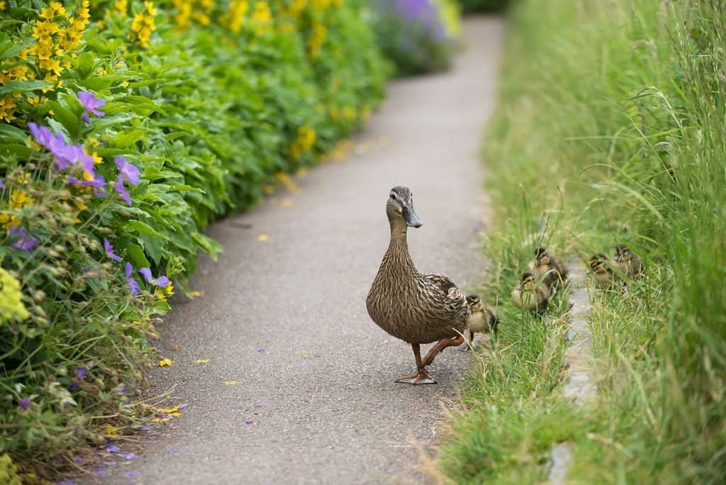 Beatrix Potter's Farmhouse