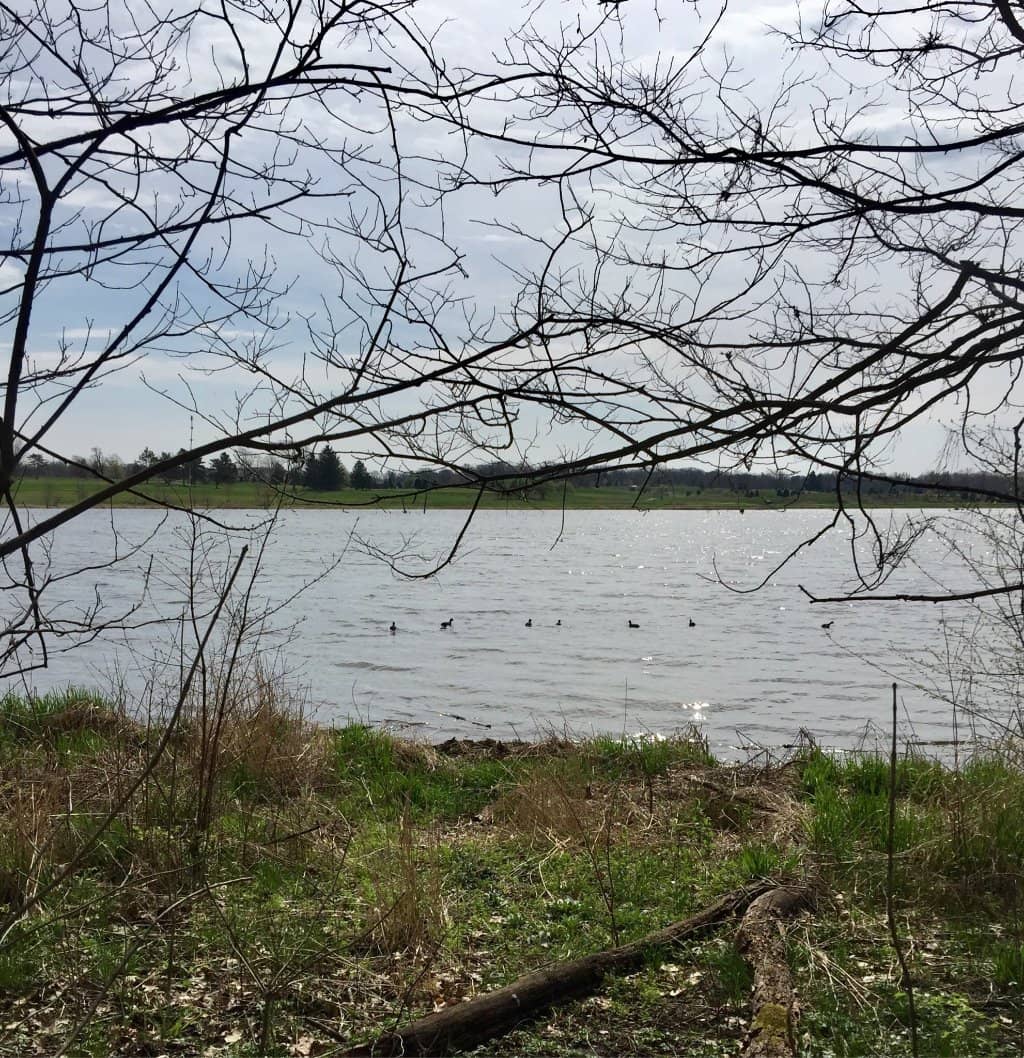 Tranquil Wetland Trails