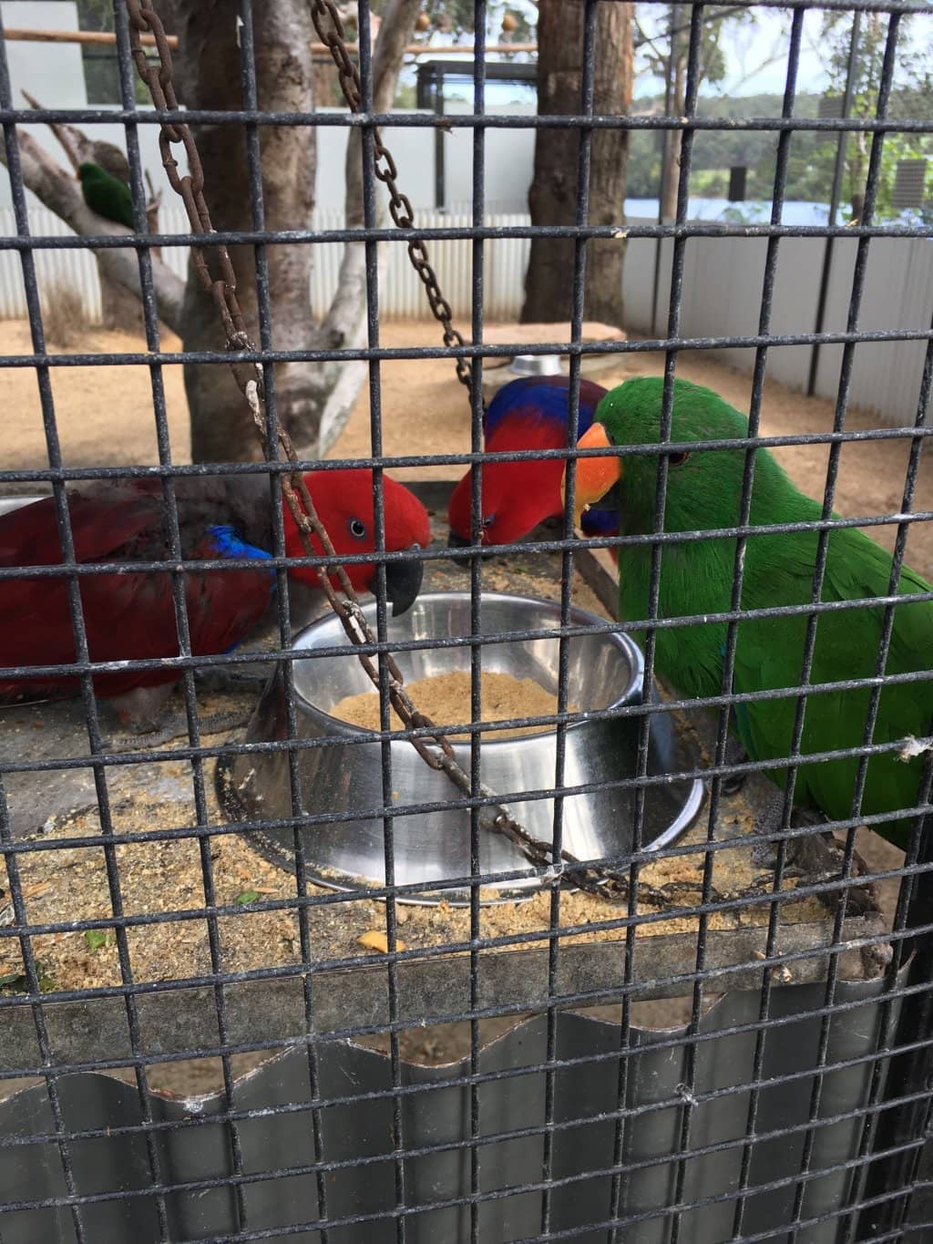 Marmoset Monkey Encounters