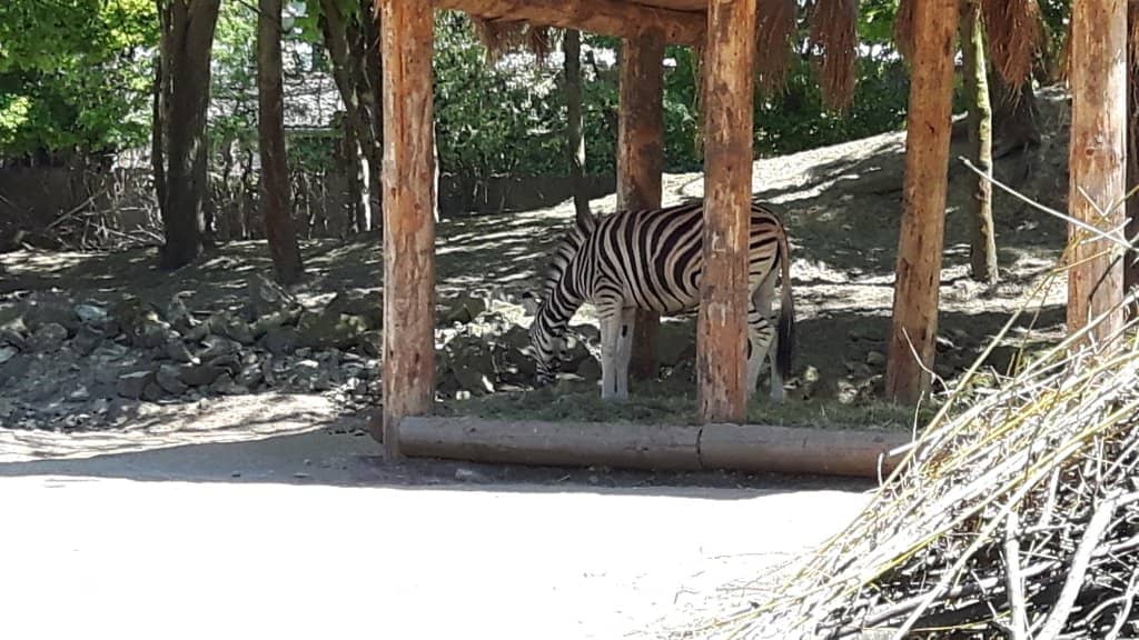 Interactive Petting Zoo