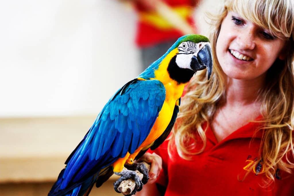 Spectacular Parrot Show