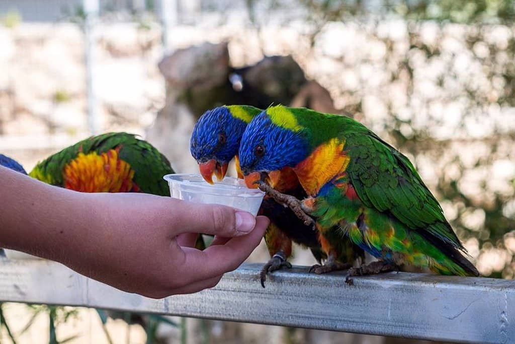 Lemur Feeding Frenzy