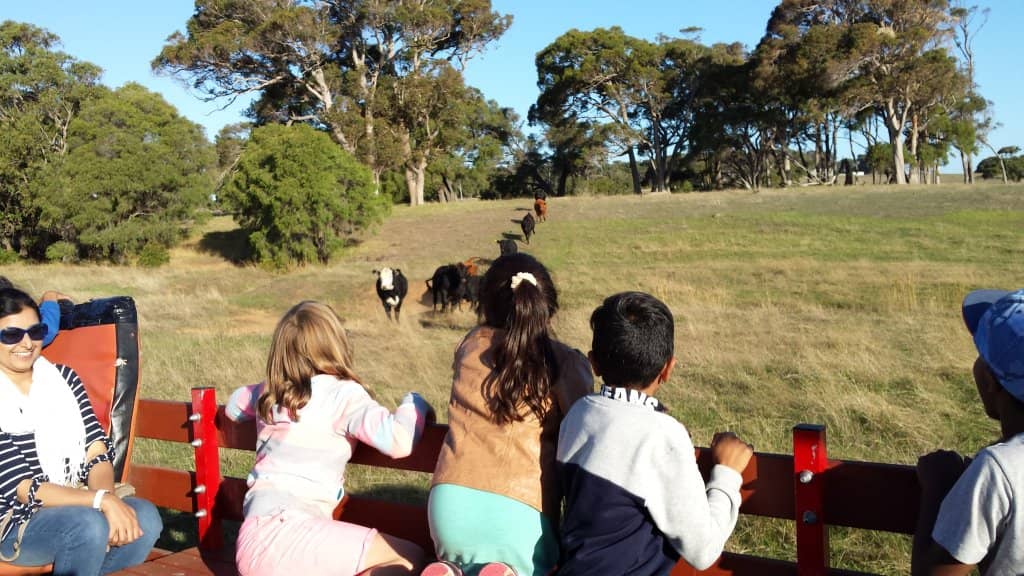 Local Market & Honey