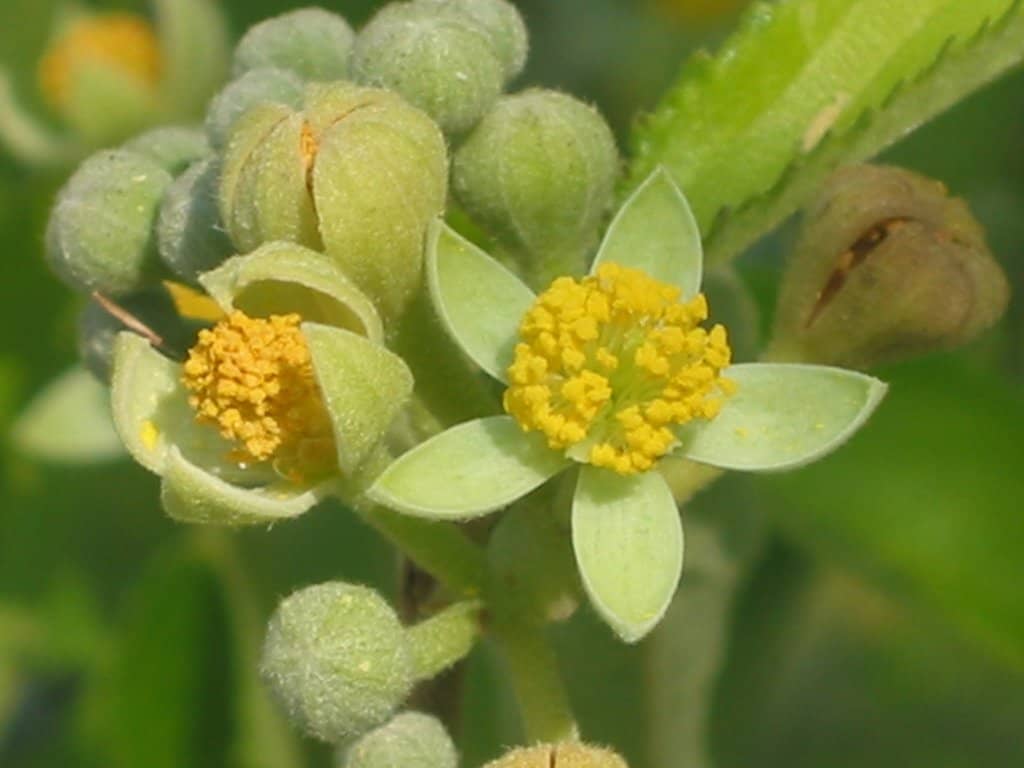 Diverse Tree Collections