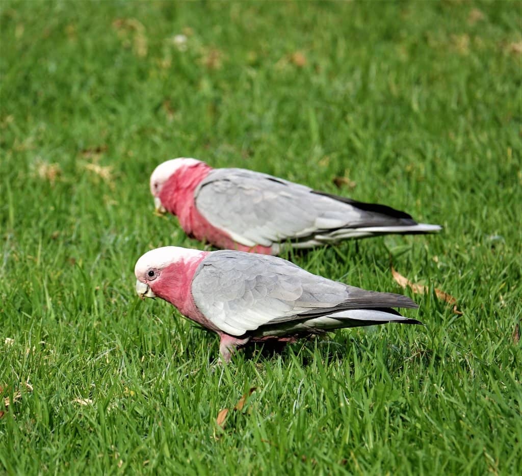 Dog-Friendly Grassy Areas
