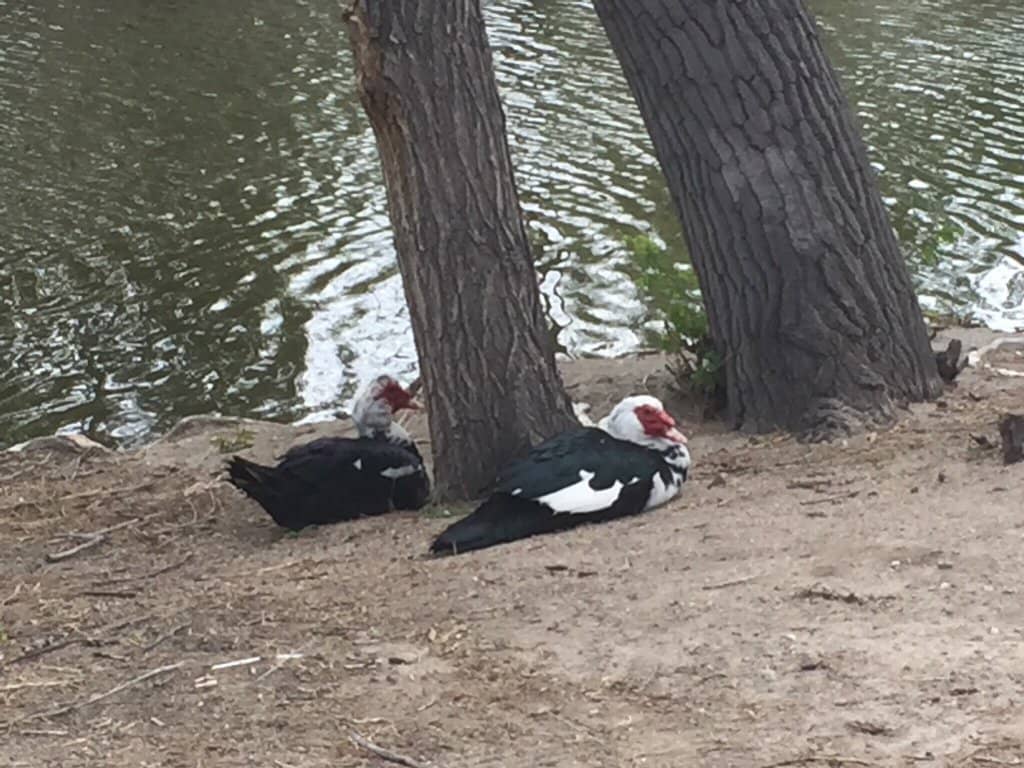 Arkansas River Trail
