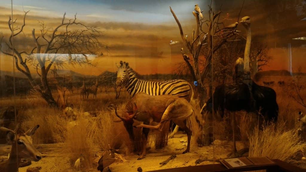 Finnish Wildlife Dioramas