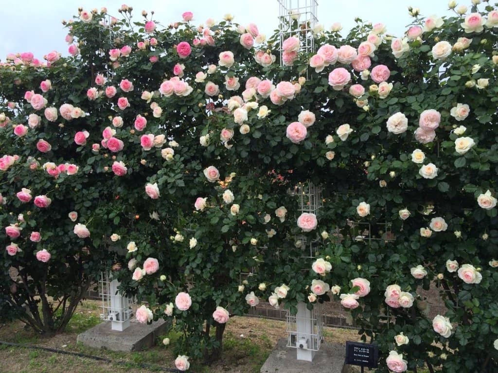 The Entrance Crown of Roses