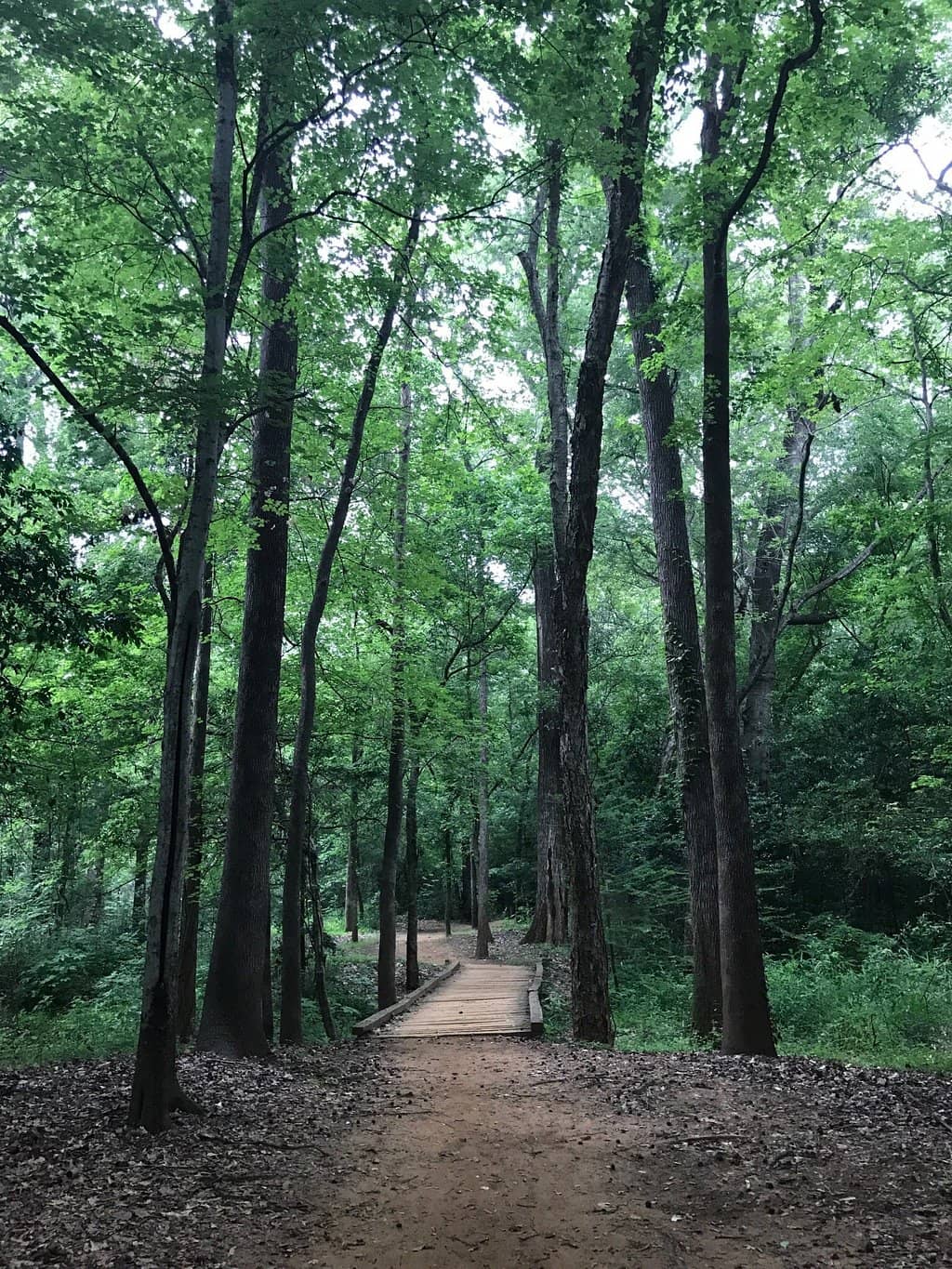 Shady Creekside Views