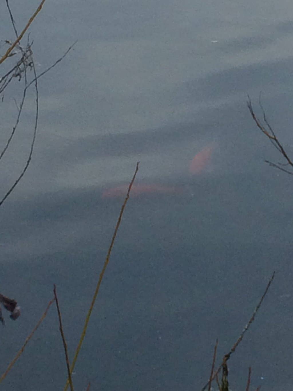 Peaceful Pondside Benches