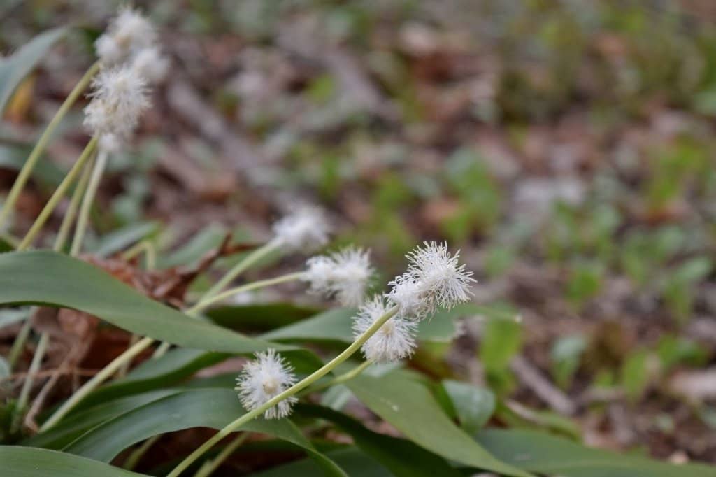 Animal Habitats & Nature Center