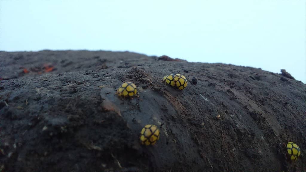 Sunrise & Sunset Spectacle