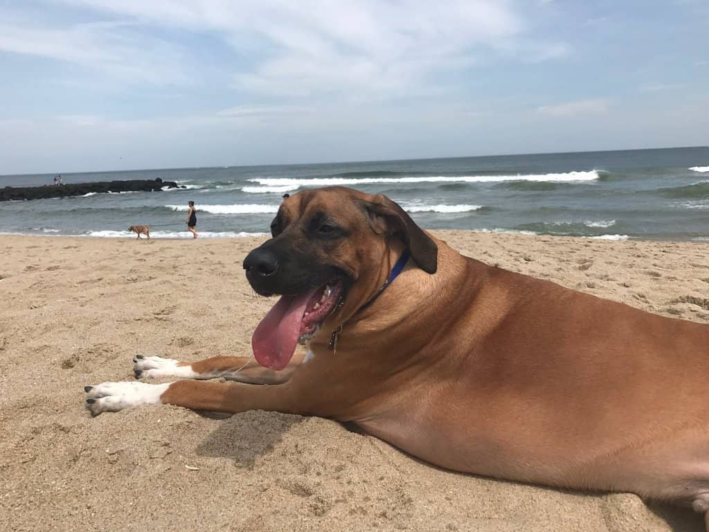 Summer Evening Romps