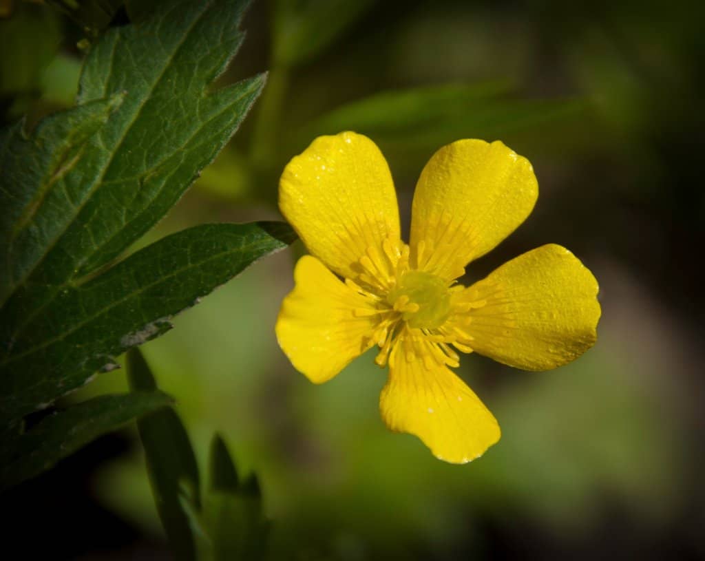 Scenic Hiking Trails