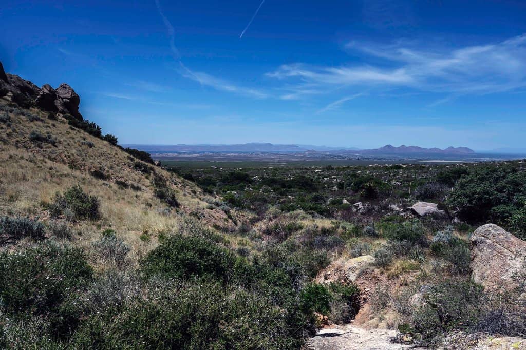 Mexican Poppy Fields
