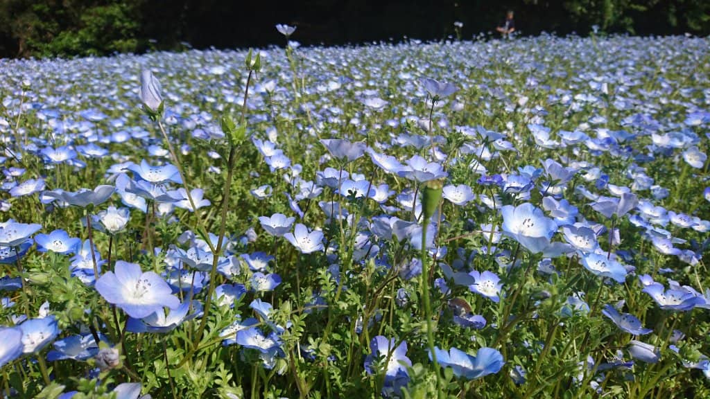 Seasonal Flower Fields