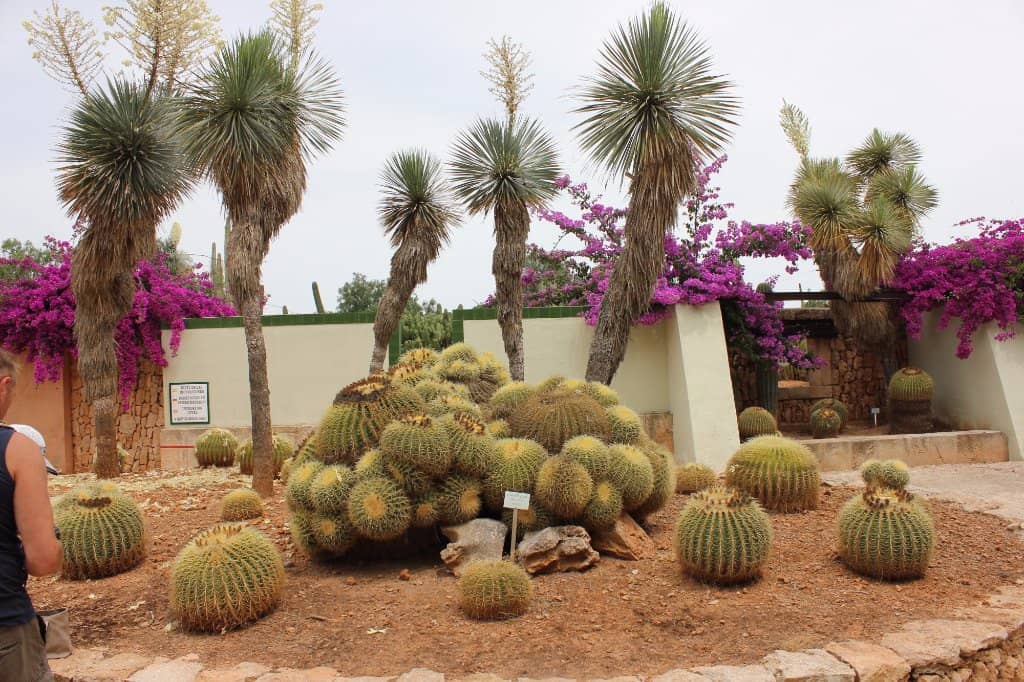 Local and Tropical Flora