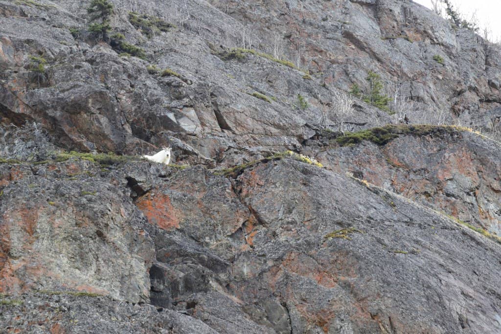 Salmon Run & Bear Viewing