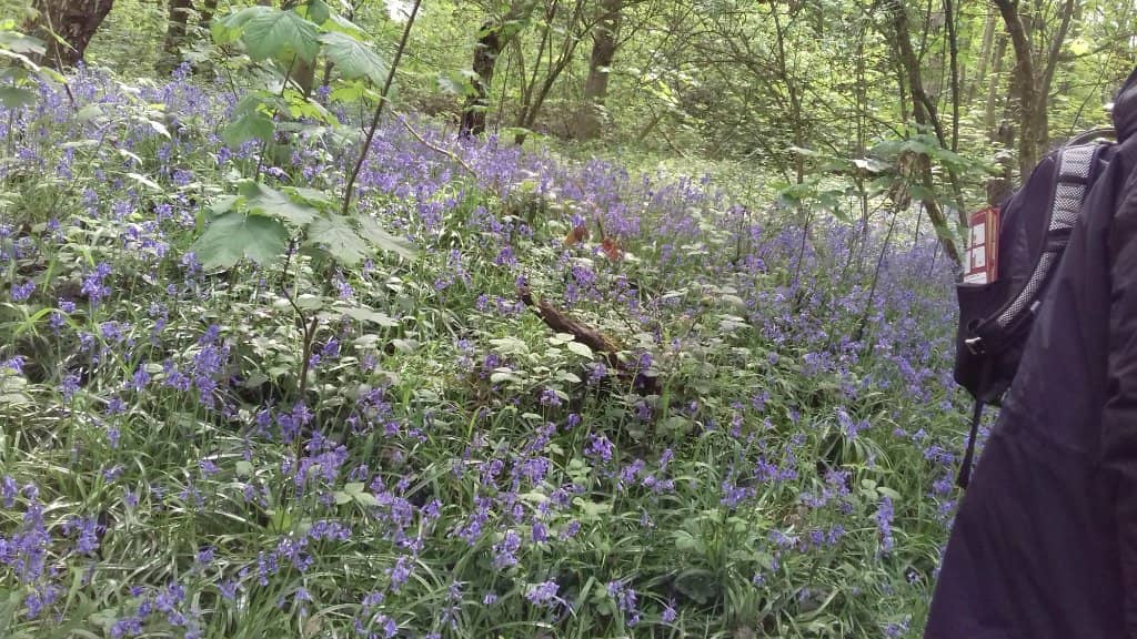 Woodland Trails & Heritage