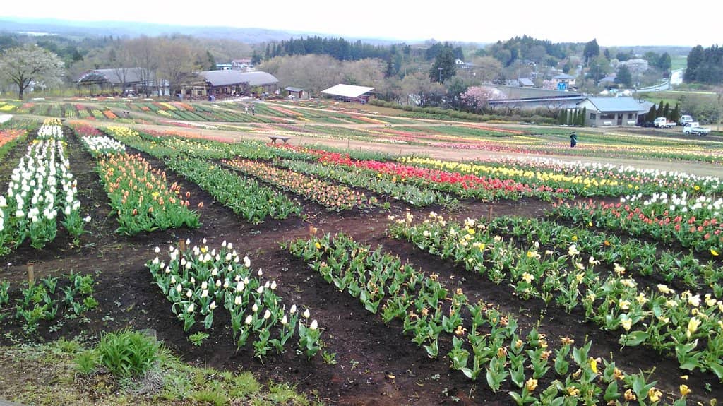 Nasu Mountain Backdrop