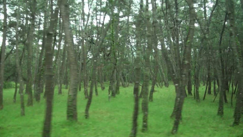 The Wind-Sculpted Pine Grove