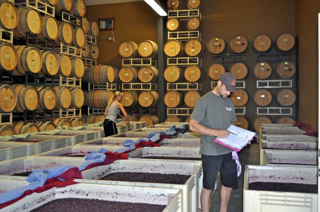 Relaxing Vineyard Ambiance