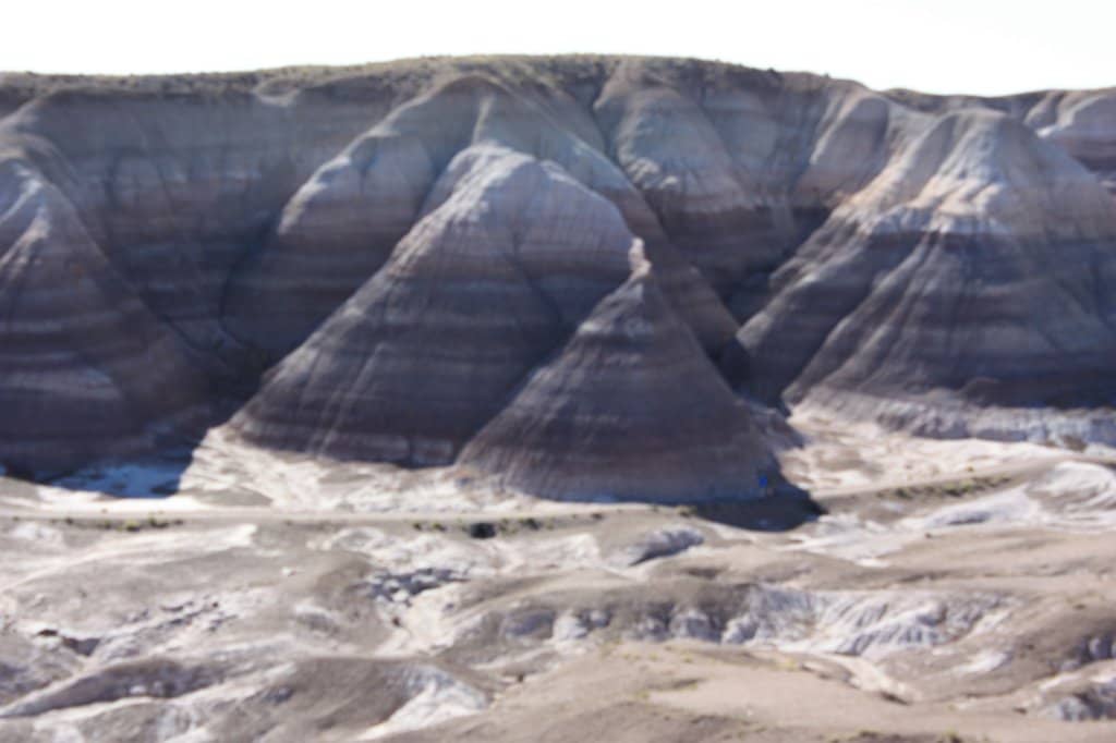 Petrified Wood Up Close