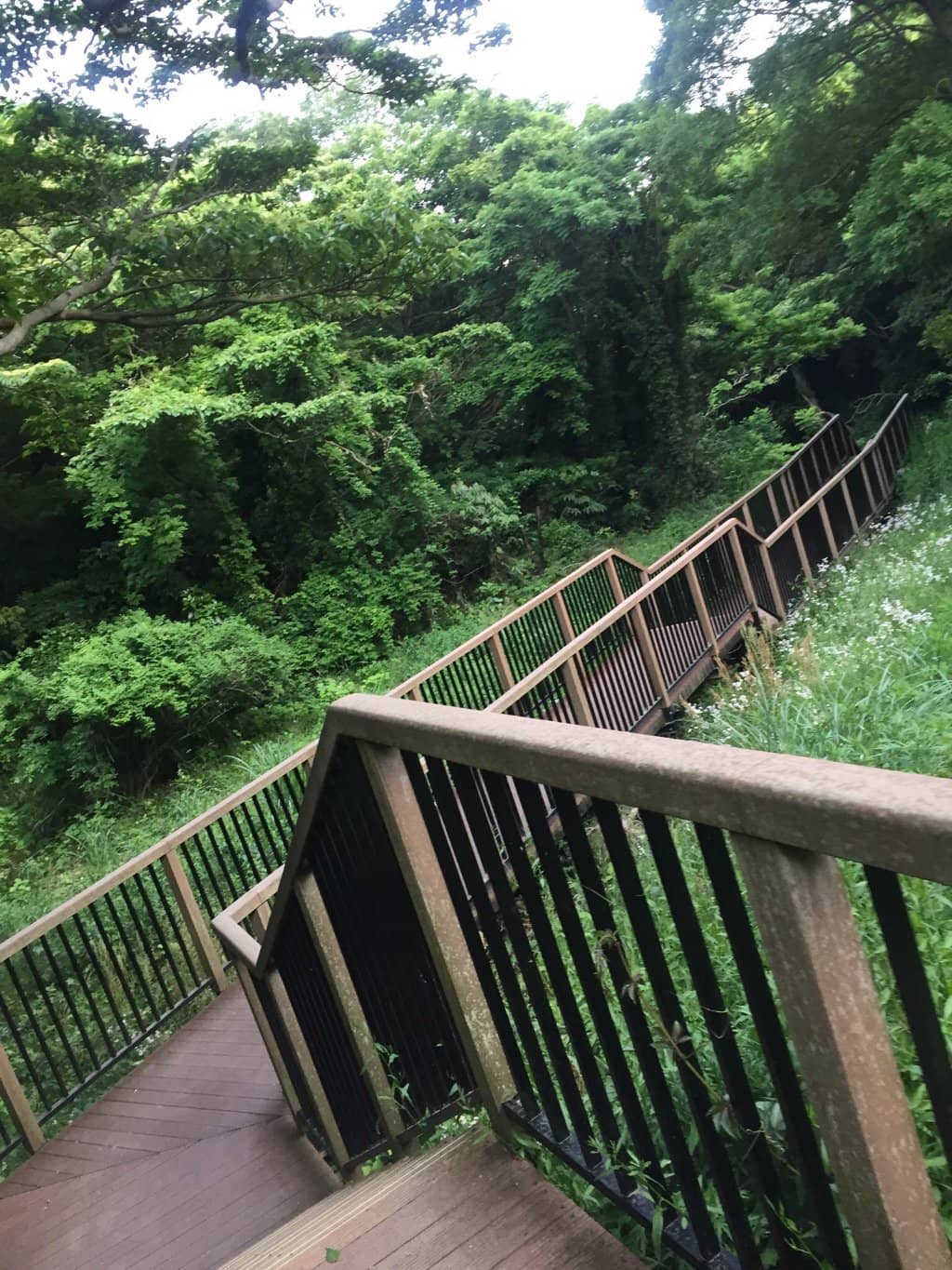 Serene Forest Trails