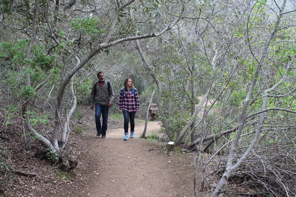 Native Plant Collection