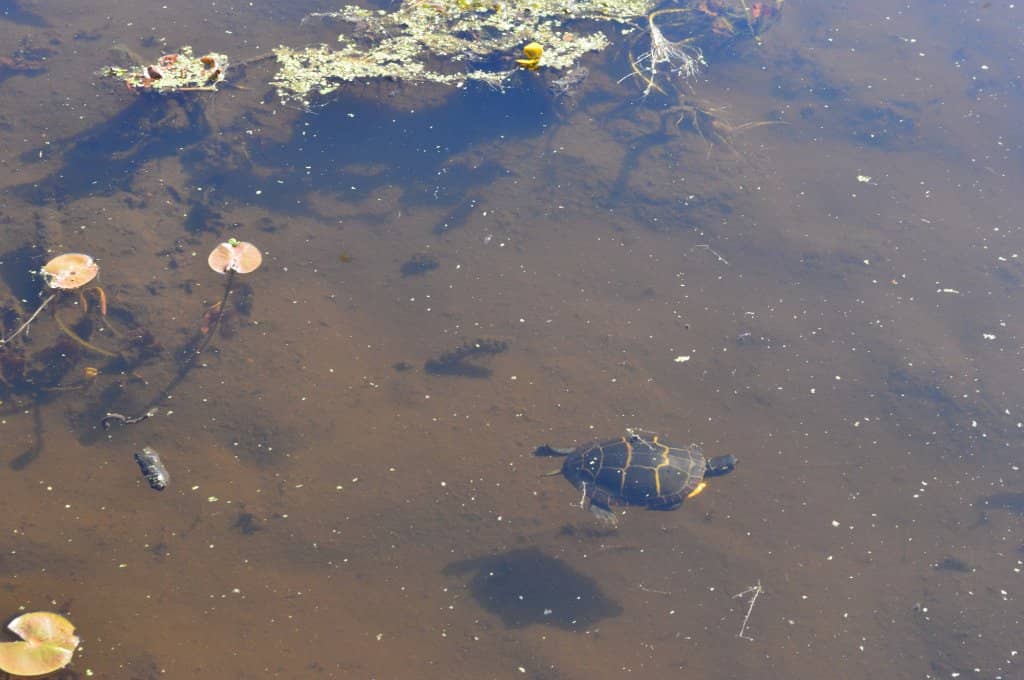 Sensory Trail with Braille