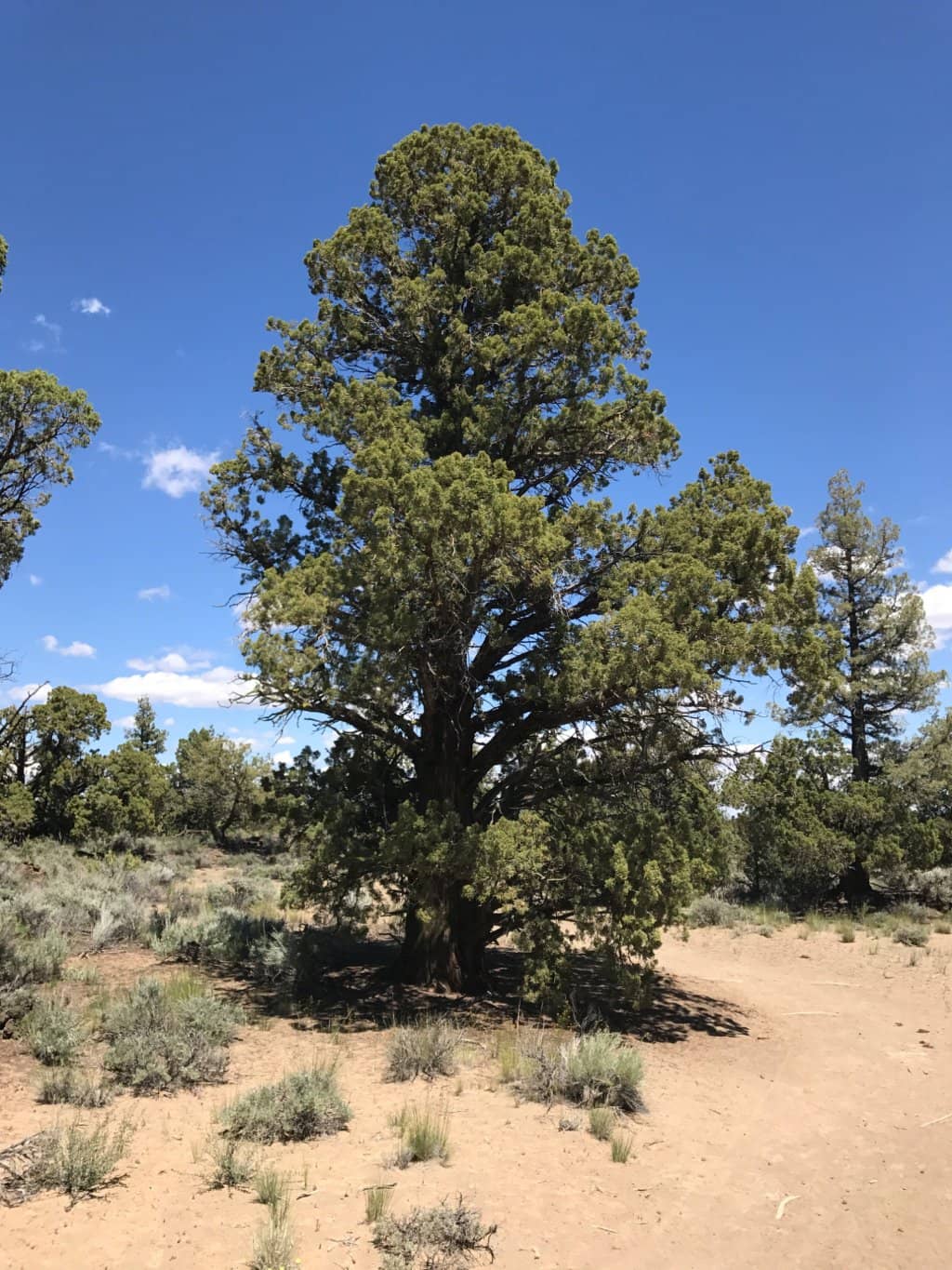 Hiking Trails for All Levels