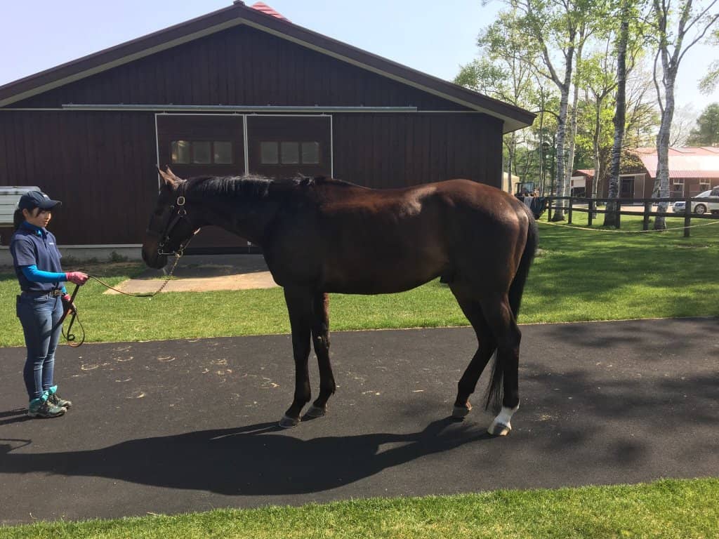 Cycling and Buggy Rentals