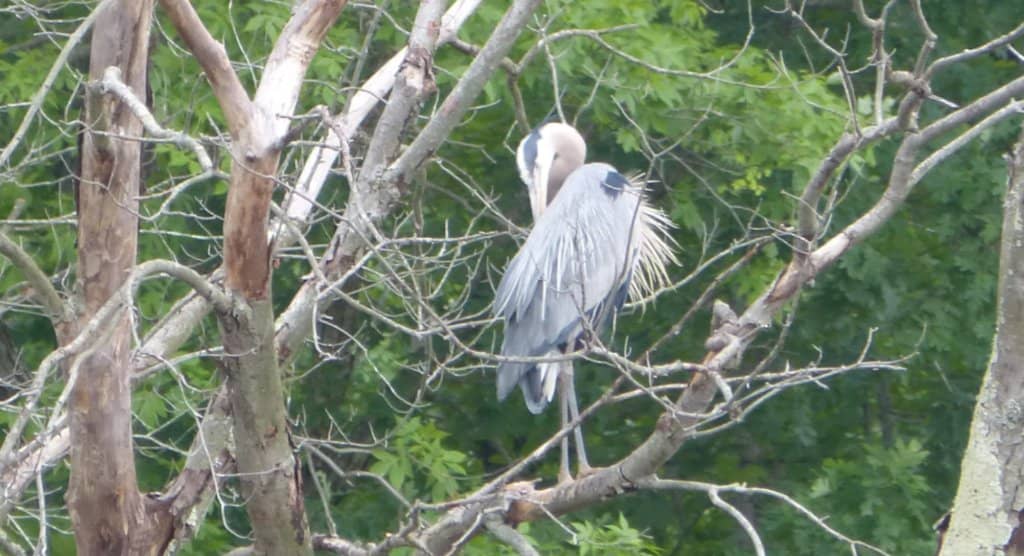 Wildlife Observation