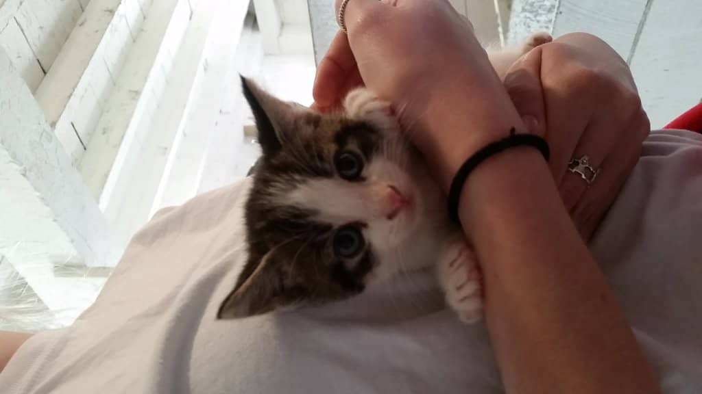 Farm Animals & Bakery