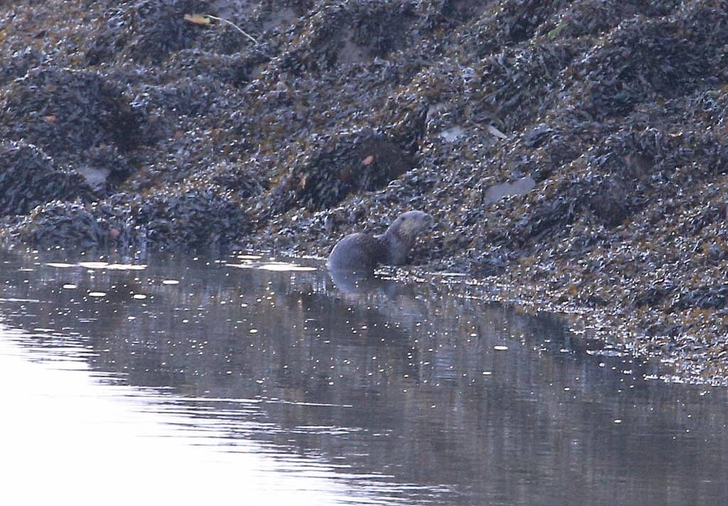 Pink-Footed Geese Roost