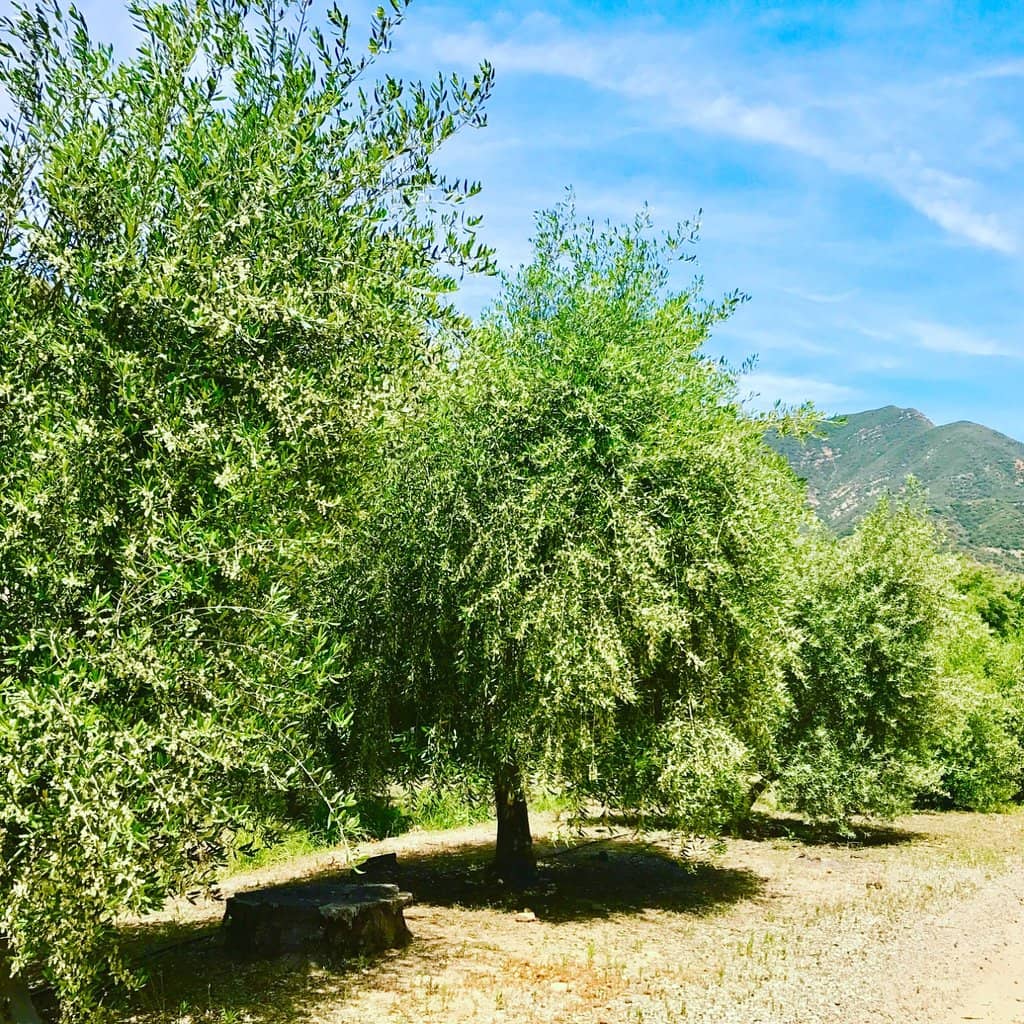 Infused Olive Oils & Vinegars