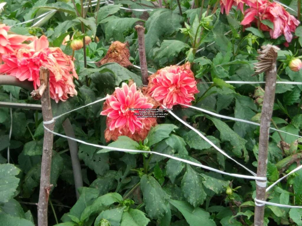 Seasonal Flower Gardens