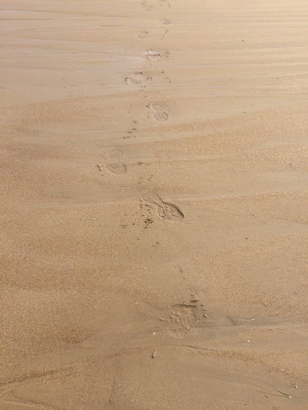 Dog-Friendly Freedom